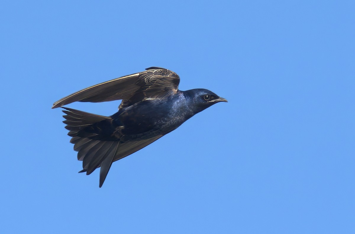 ML632098076 - Purple Martin - Macaulay Library
