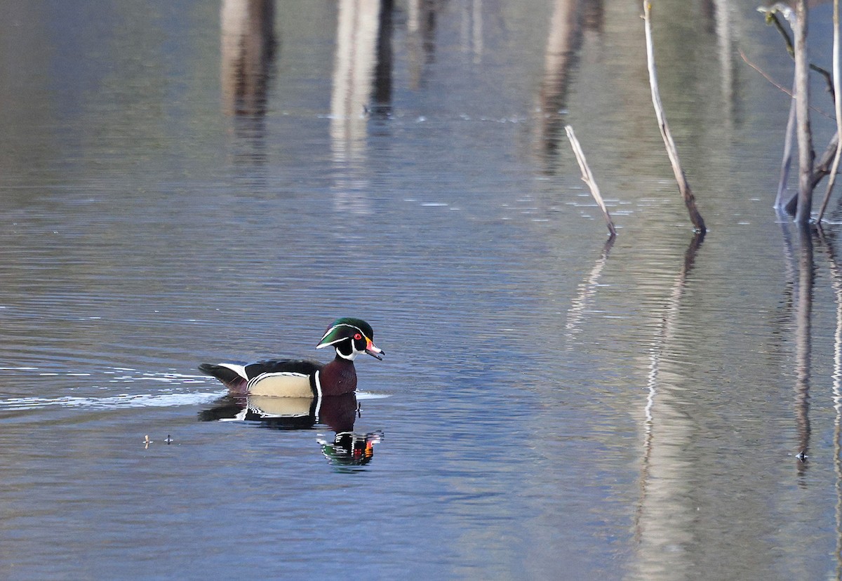 Wood Duck - ML632098105
