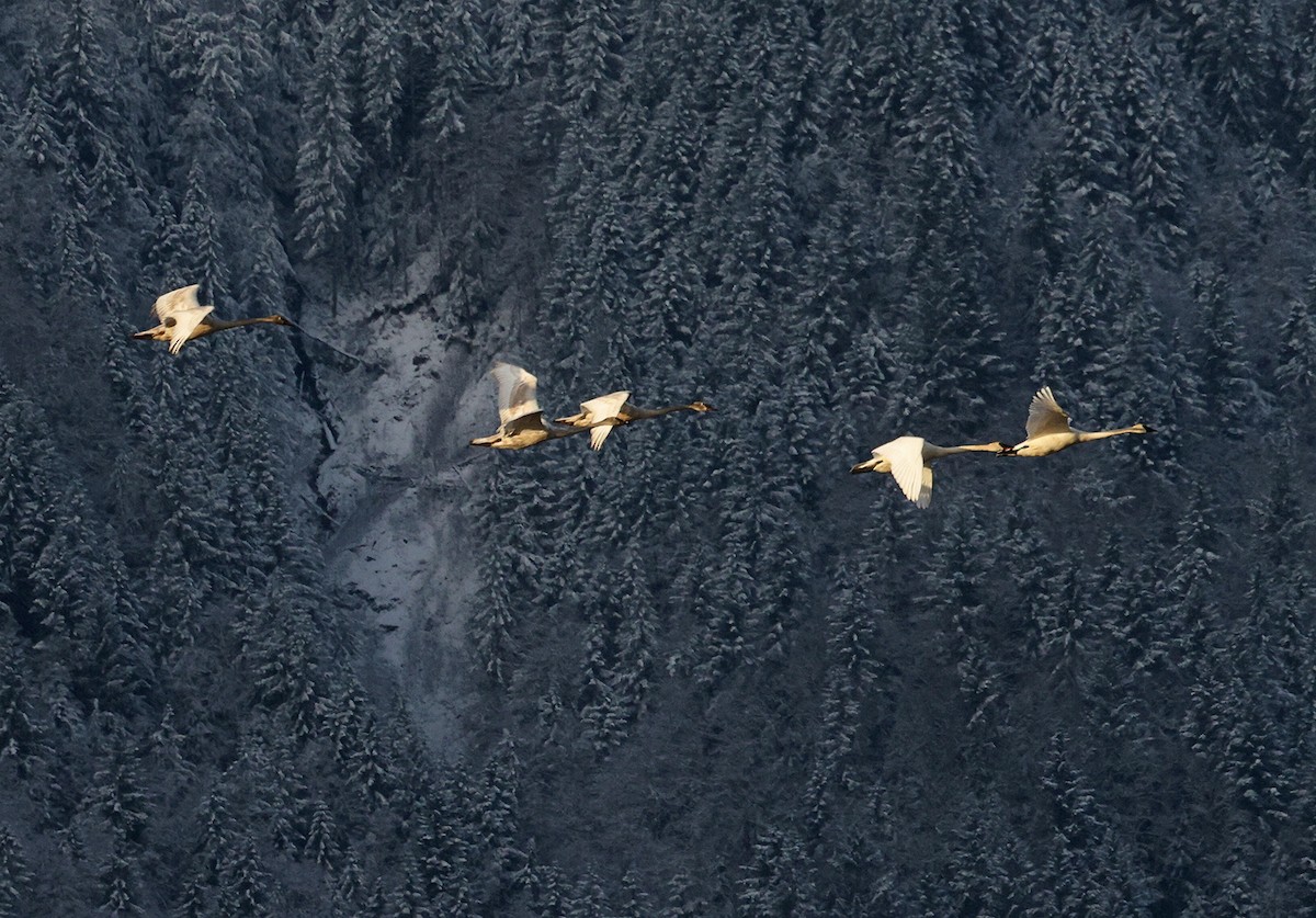 Trumpeter Swan - ML632098154