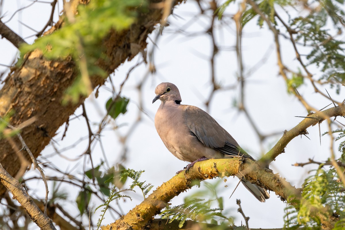 Vinaceous Dove - ML632098250