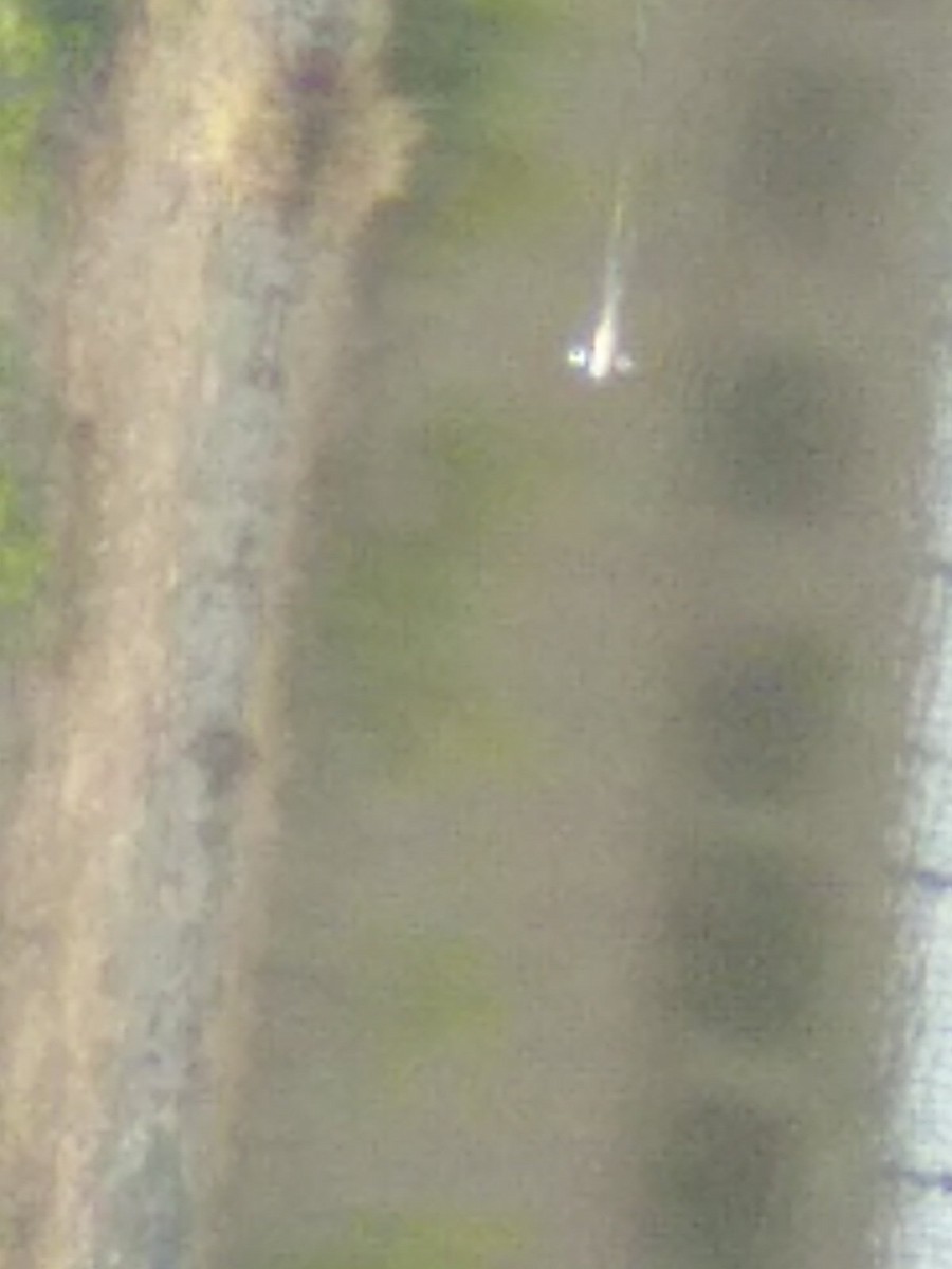 duck sp. - ML632098303