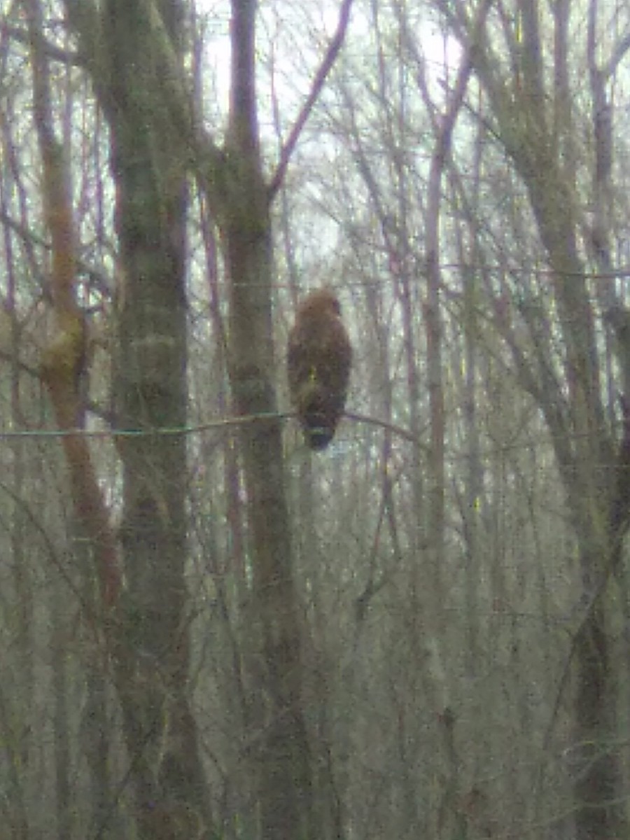 hawk sp. - ML632098321