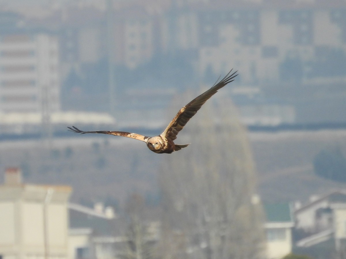 Намгийн хулд - ML632098613