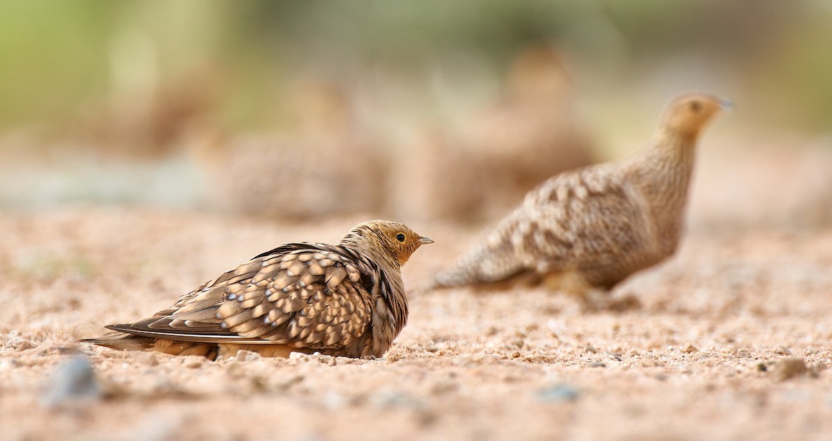 Namaqua Sandgrouse - ML632098724