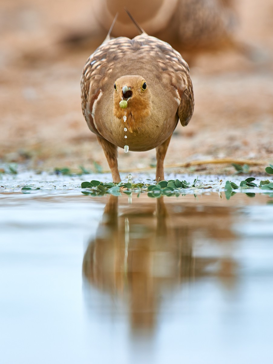 Namaqua Sandgrouse - ML632098728