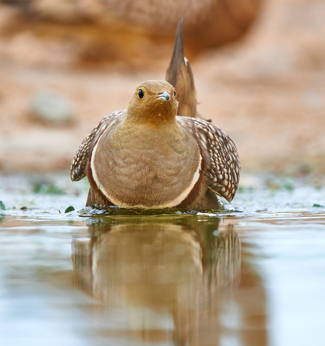 Namaqua Sandgrouse - ML632098729