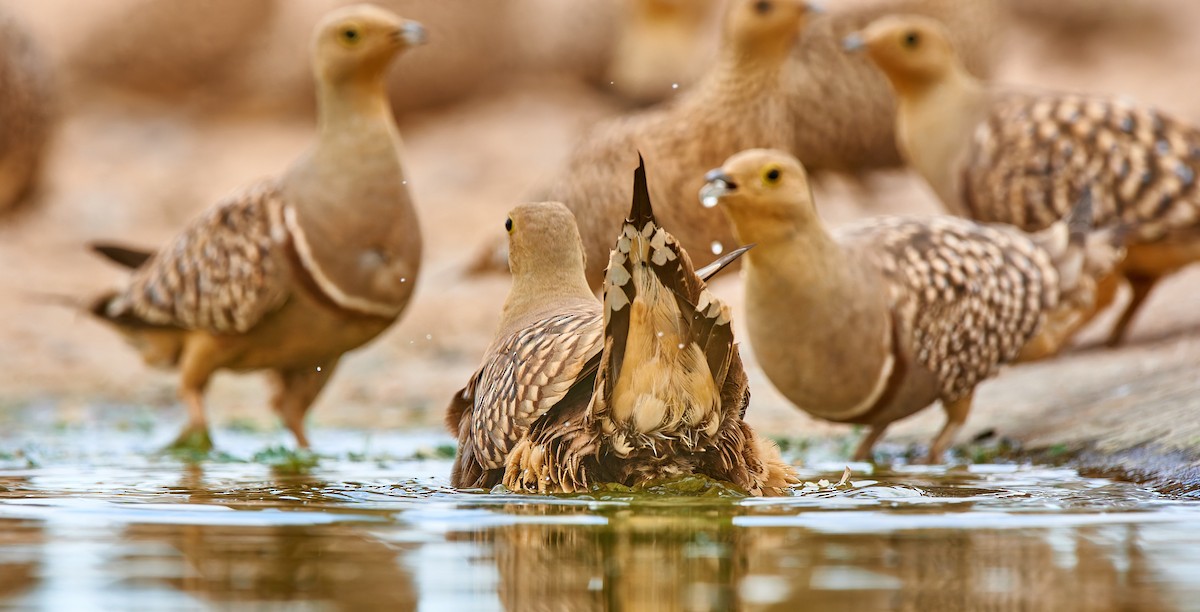 Namaqua Sandgrouse - ML632098731