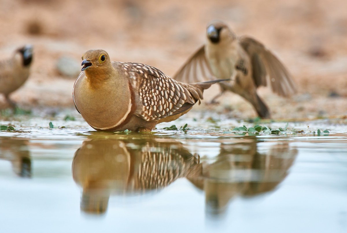Namaqua Sandgrouse - ML632098732