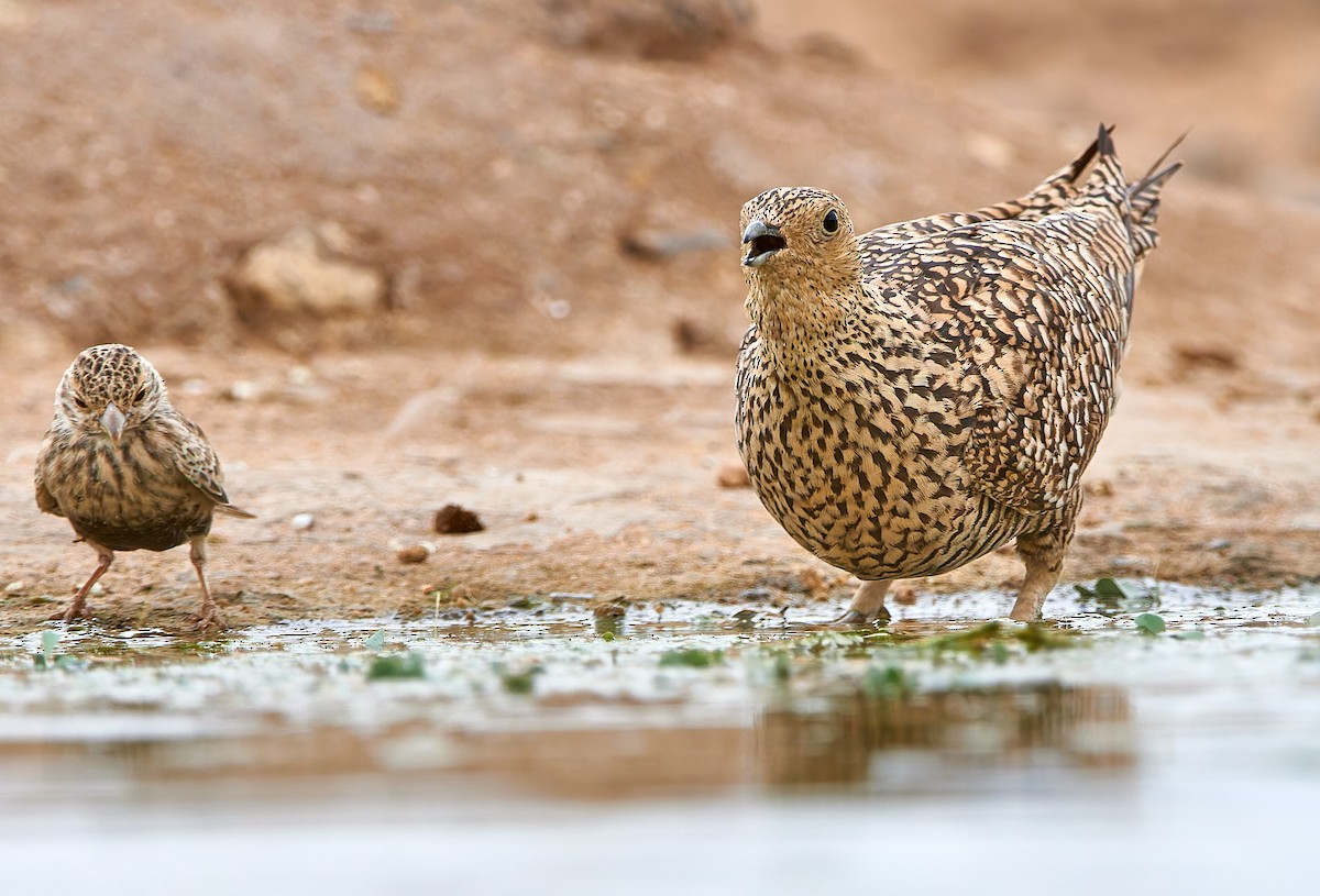 Namaqua Sandgrouse - ML632098734