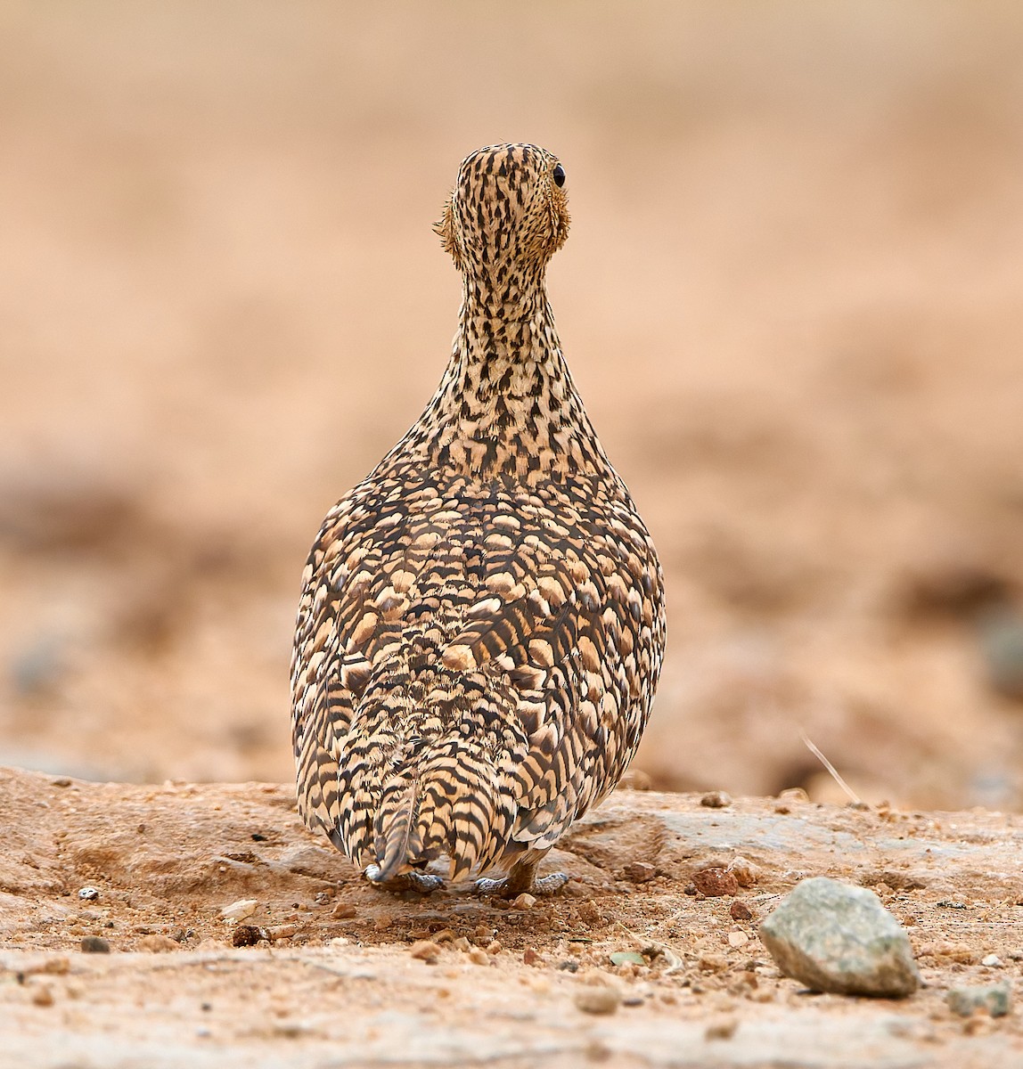Namaqua Sandgrouse - ML632098736