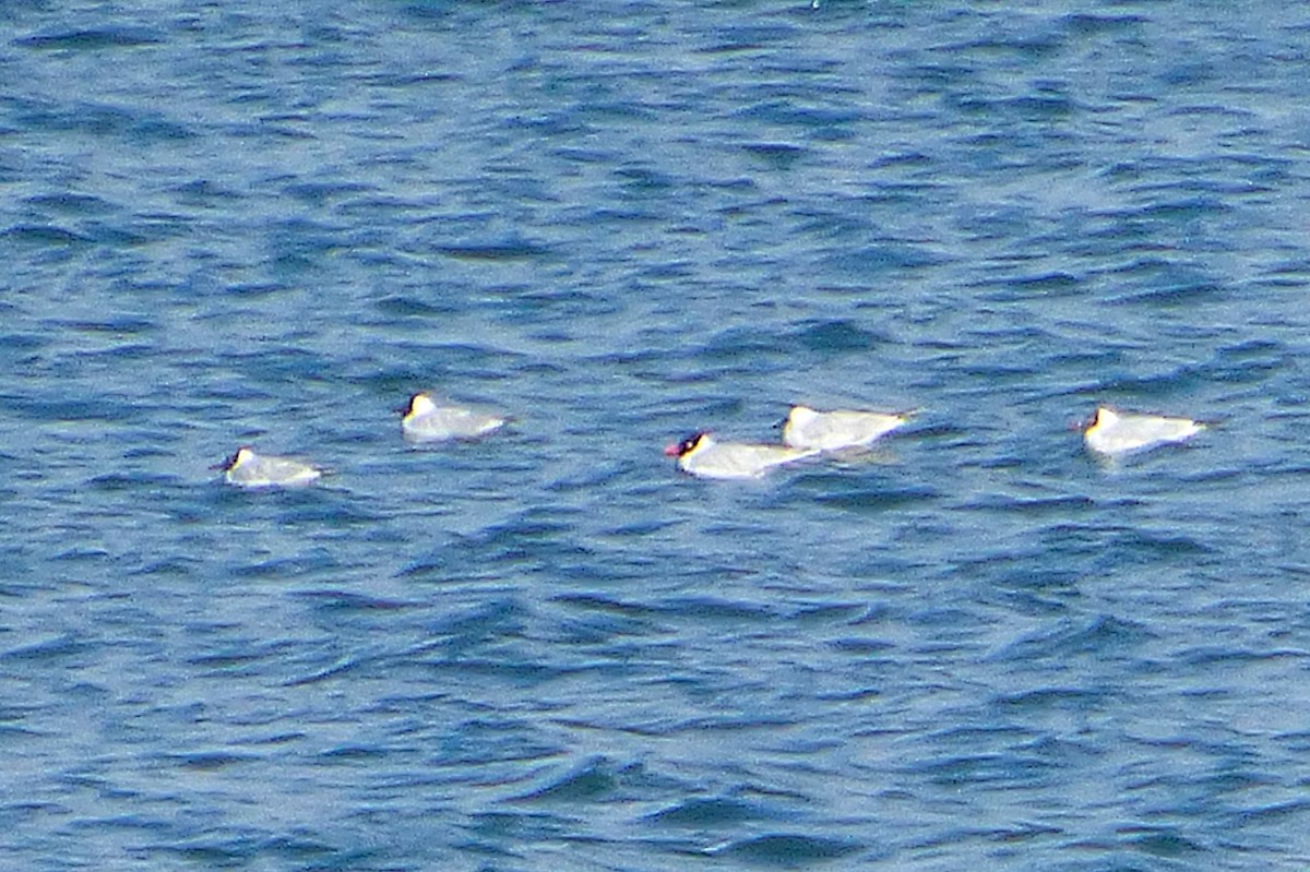 Mediterranean Gull - ML632098807