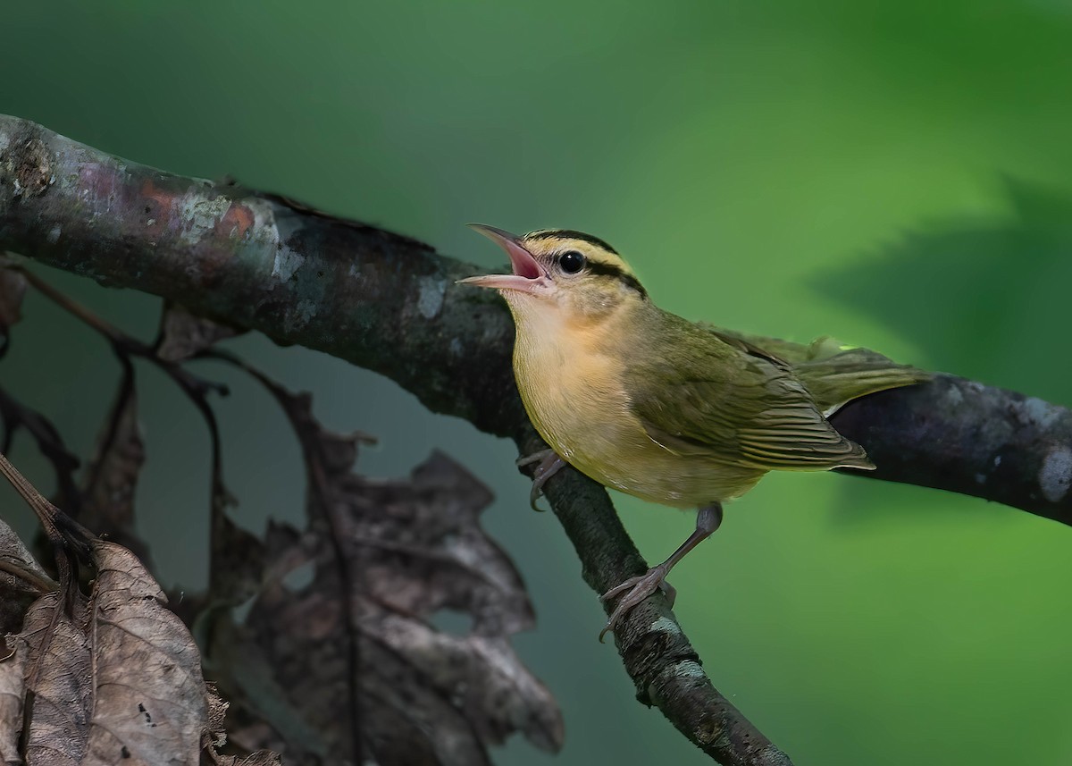 Worm-eating Warbler - Brian Smith