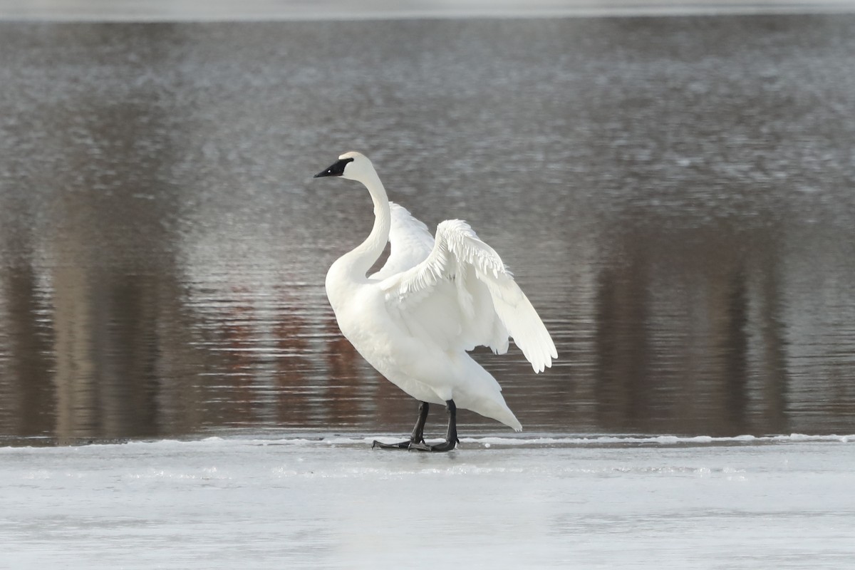 Trumpeter Swan - ML632098810
