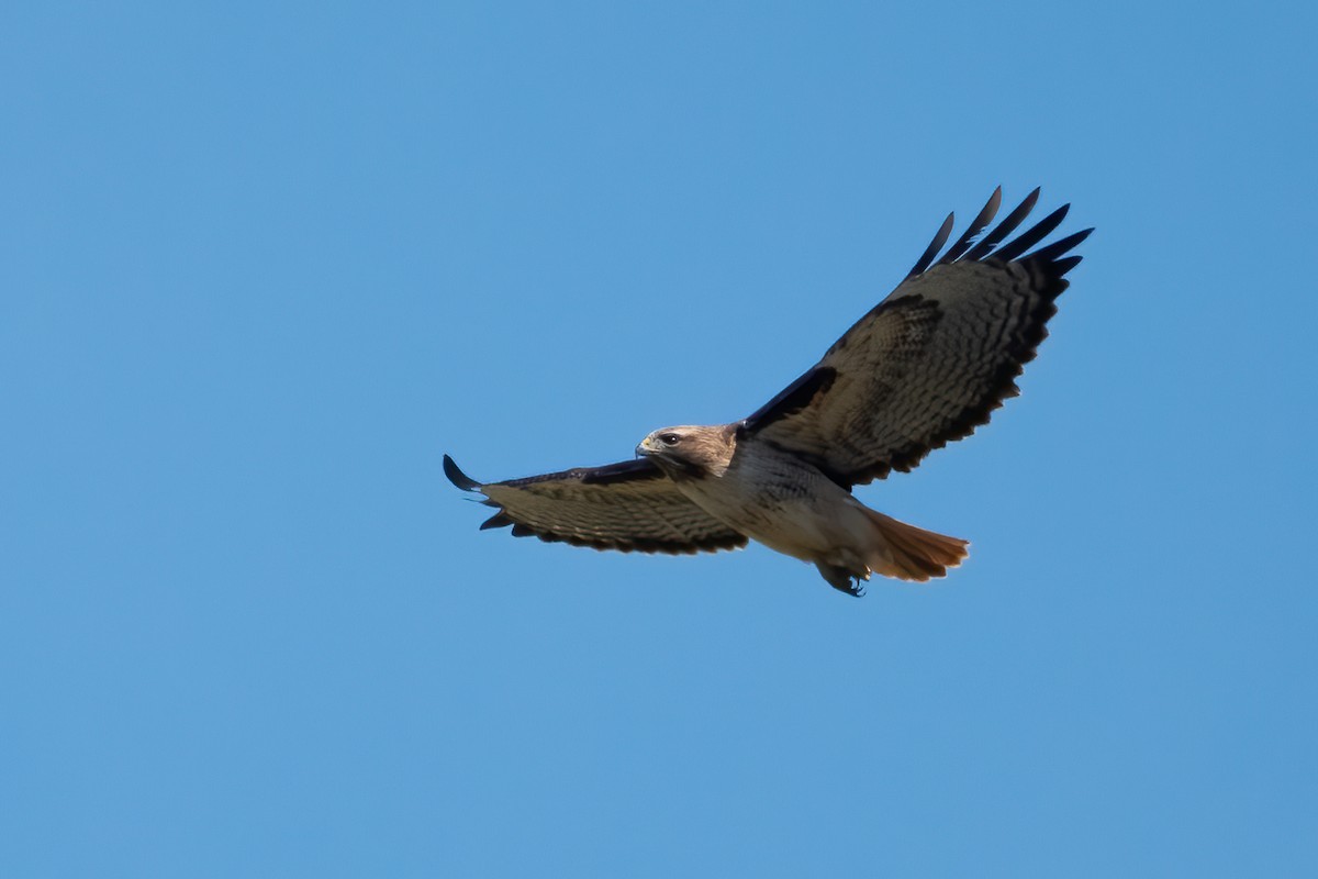 Red-tailed Hawk (calurus/alascensis) - ML632098837