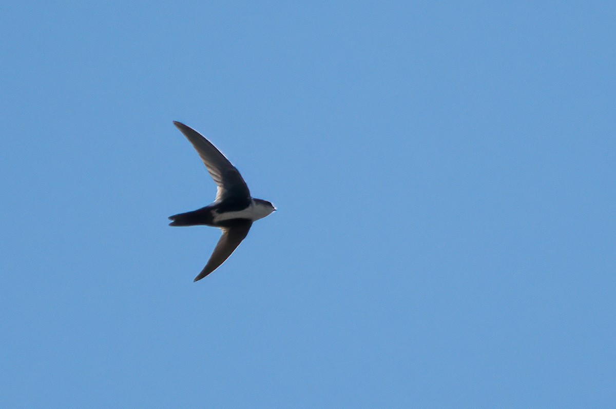 White-throated Swift - ML632098855