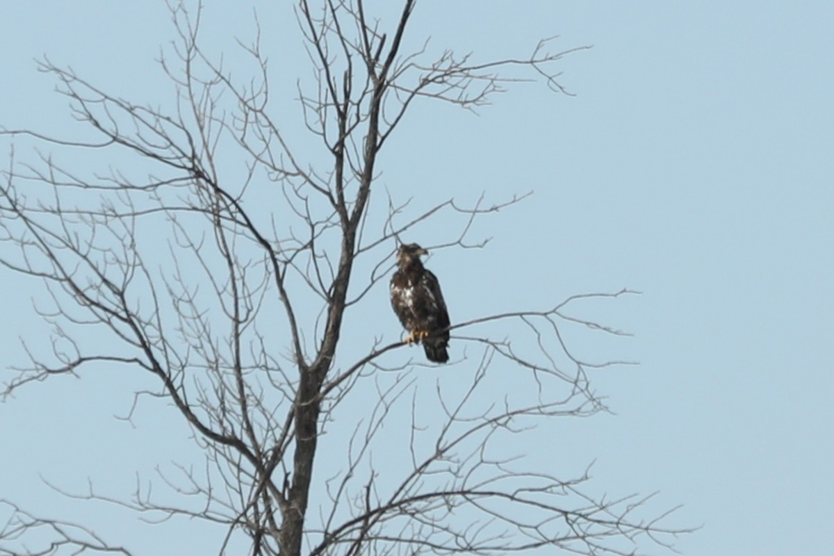 Bald Eagle - ML632098926