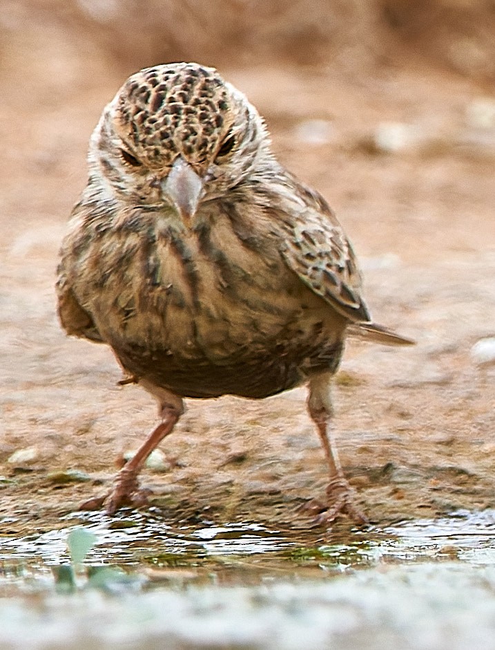 Gray-backed Sparrow-Lark - ML632098959