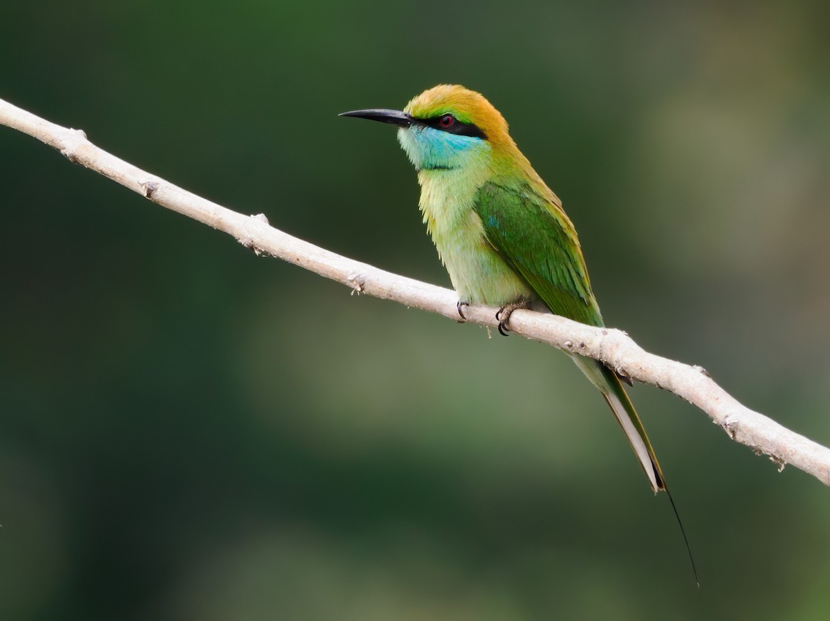 Asian Green Bee-eater - ML632099338