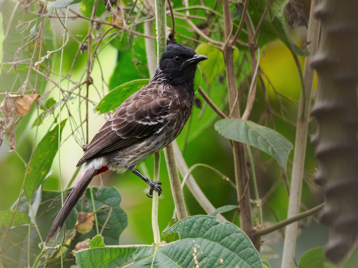 Red-vented Bulbul - ML632099342