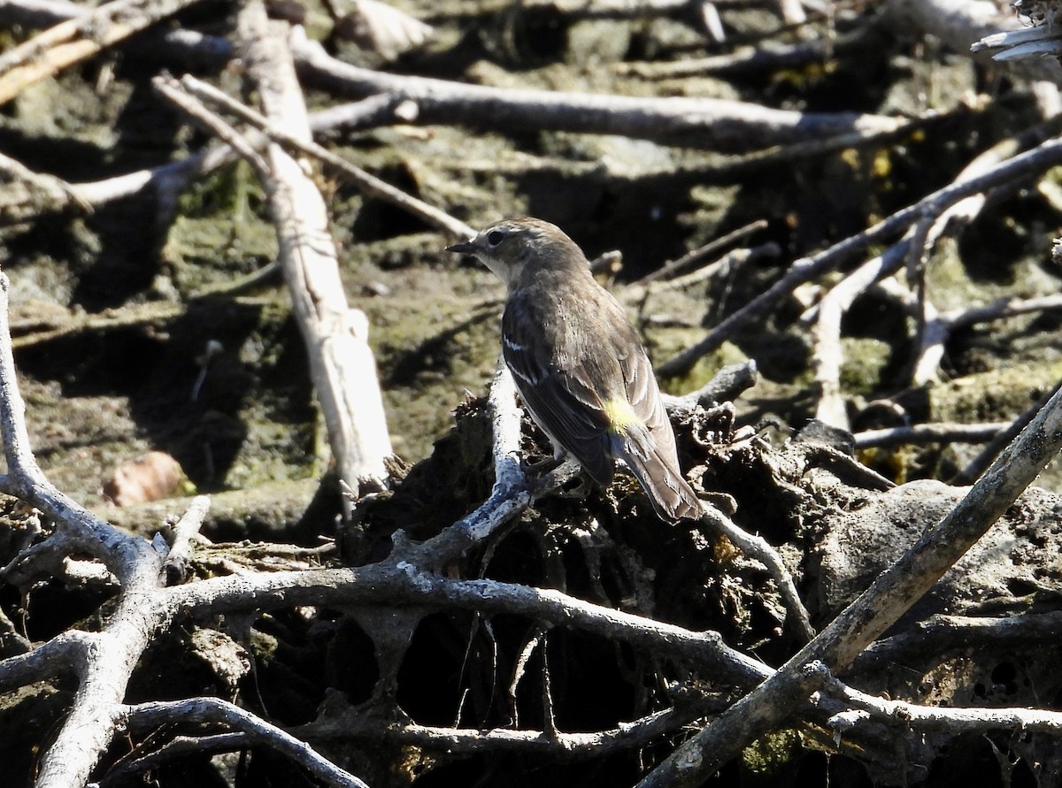 Yellow-rumped Warbler - ML632099362