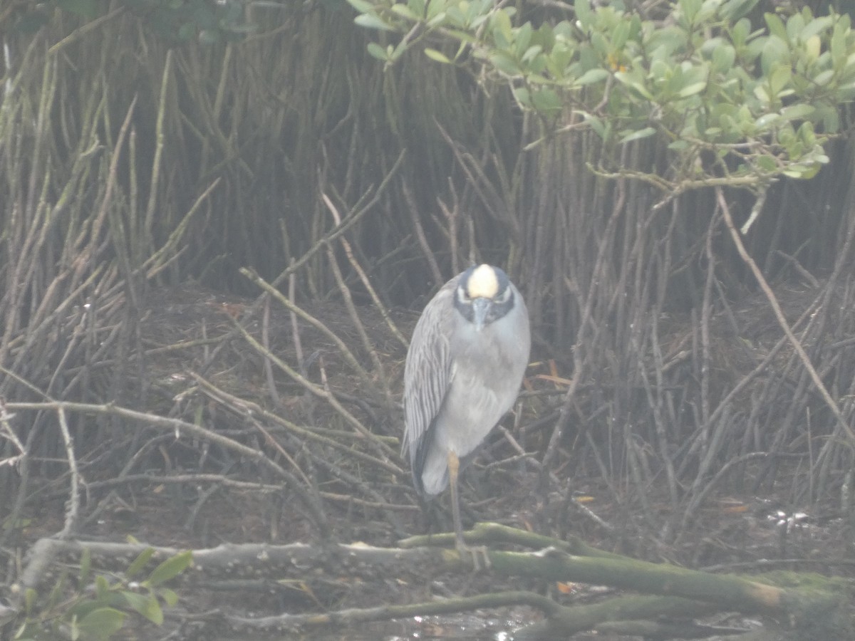 Yellow-crowned Night Heron - ML632099463