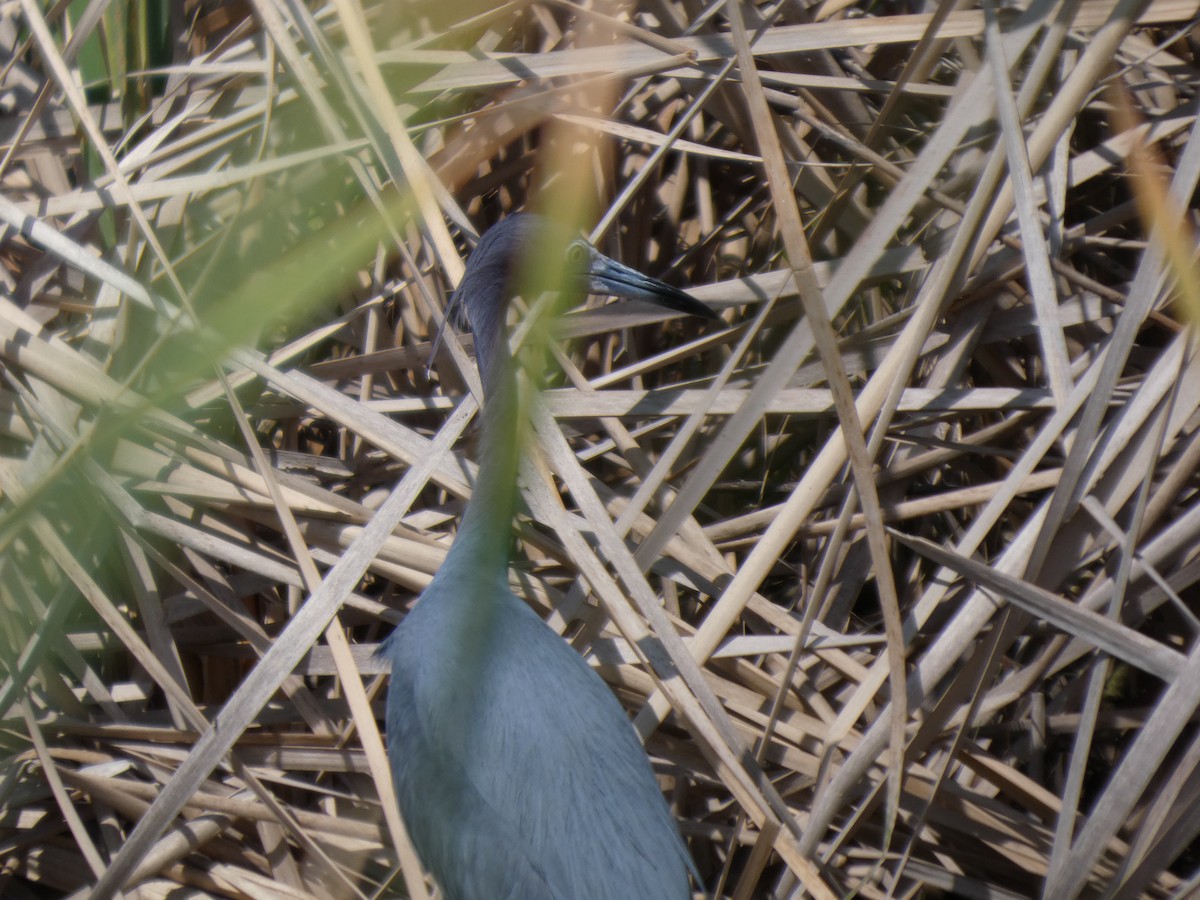 Little Blue Heron - ML632099493