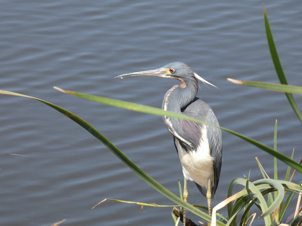 Tricolored Heron - ML632099516
