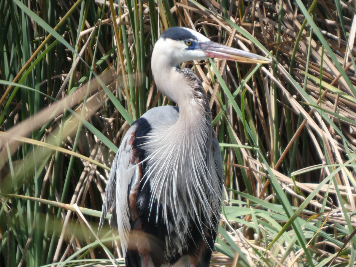 Great Blue Heron - ML632099535
