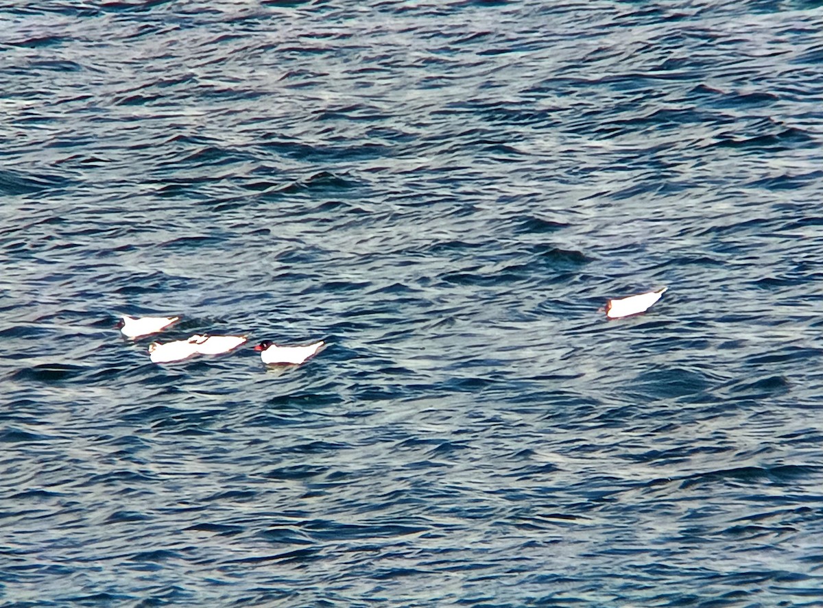 Mediterranean Gull - ML632099568