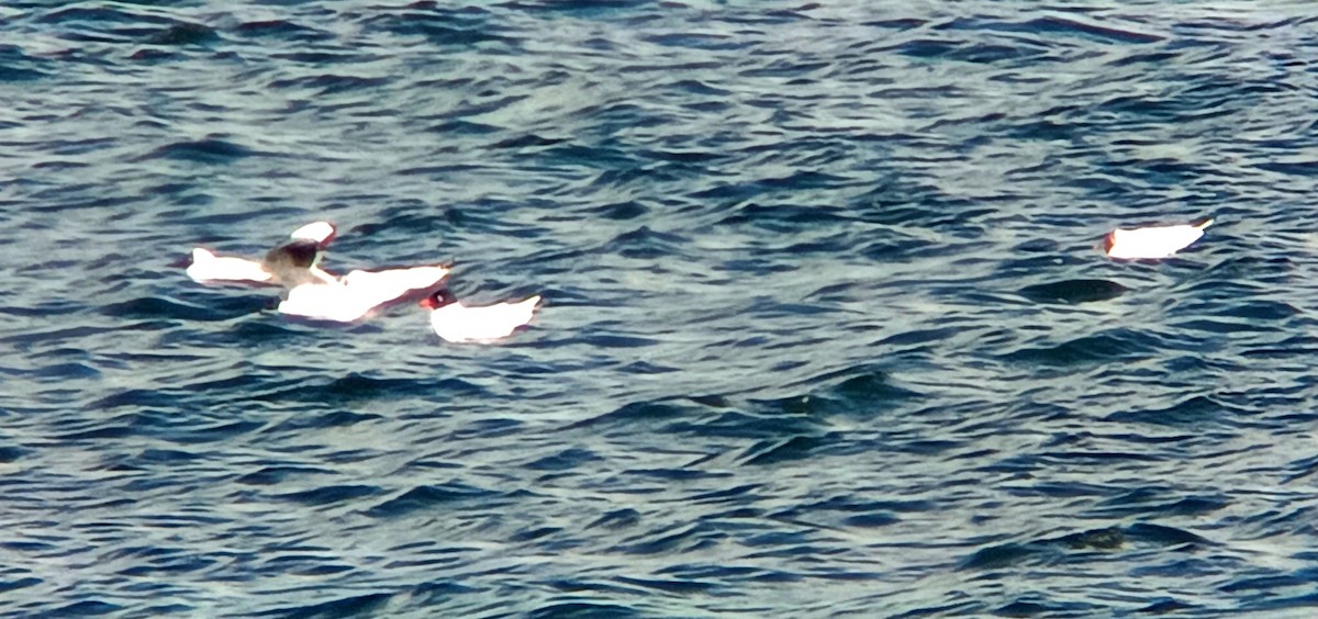 Mediterranean Gull - ML632099572