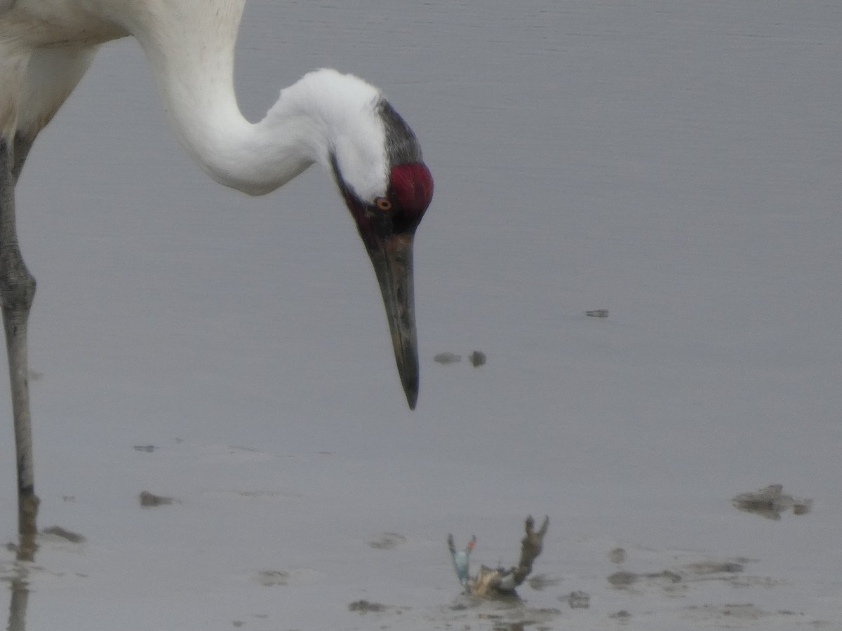 Whooping Crane - ML632099585