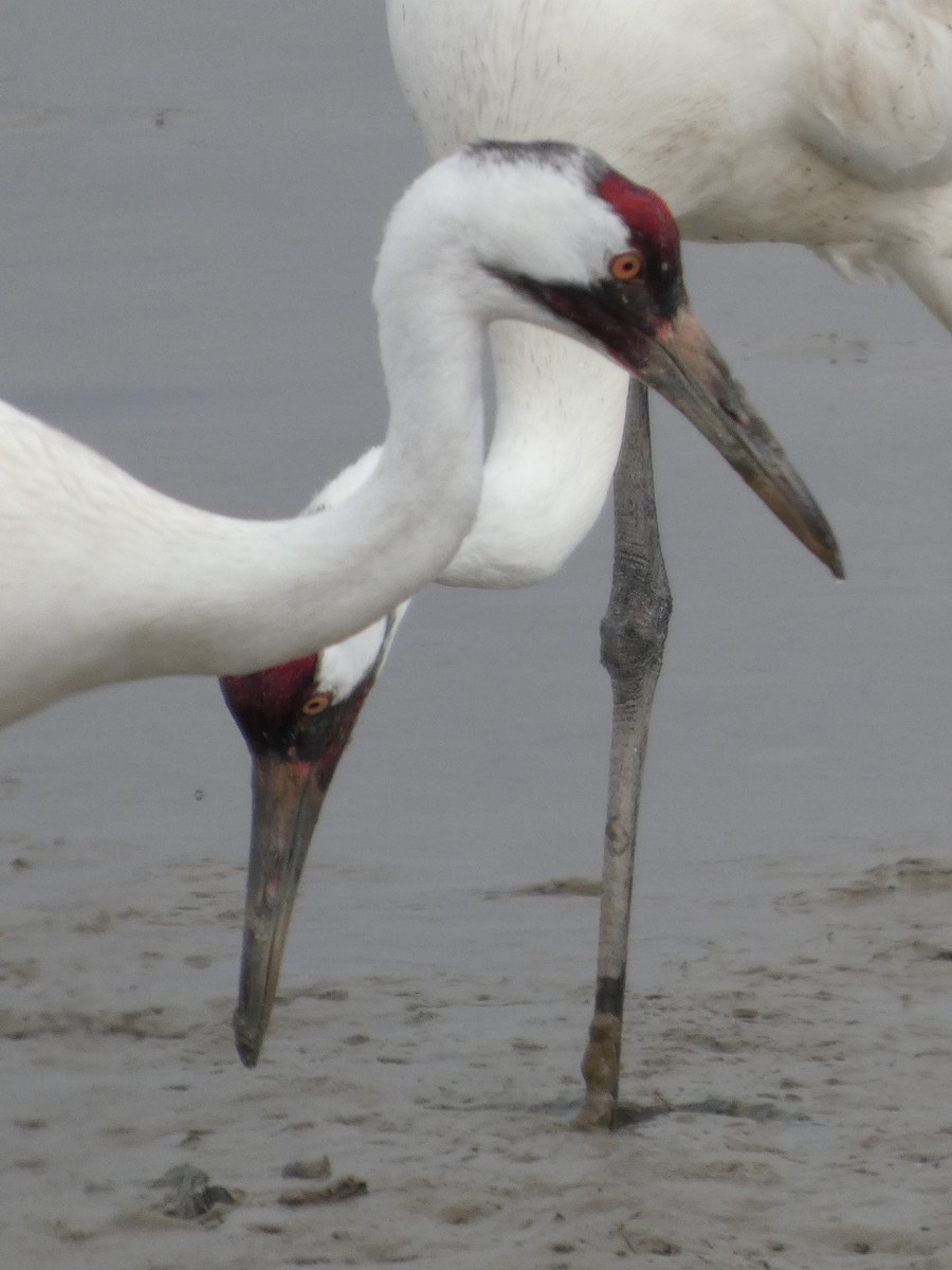 Whooping Crane - ML632099586