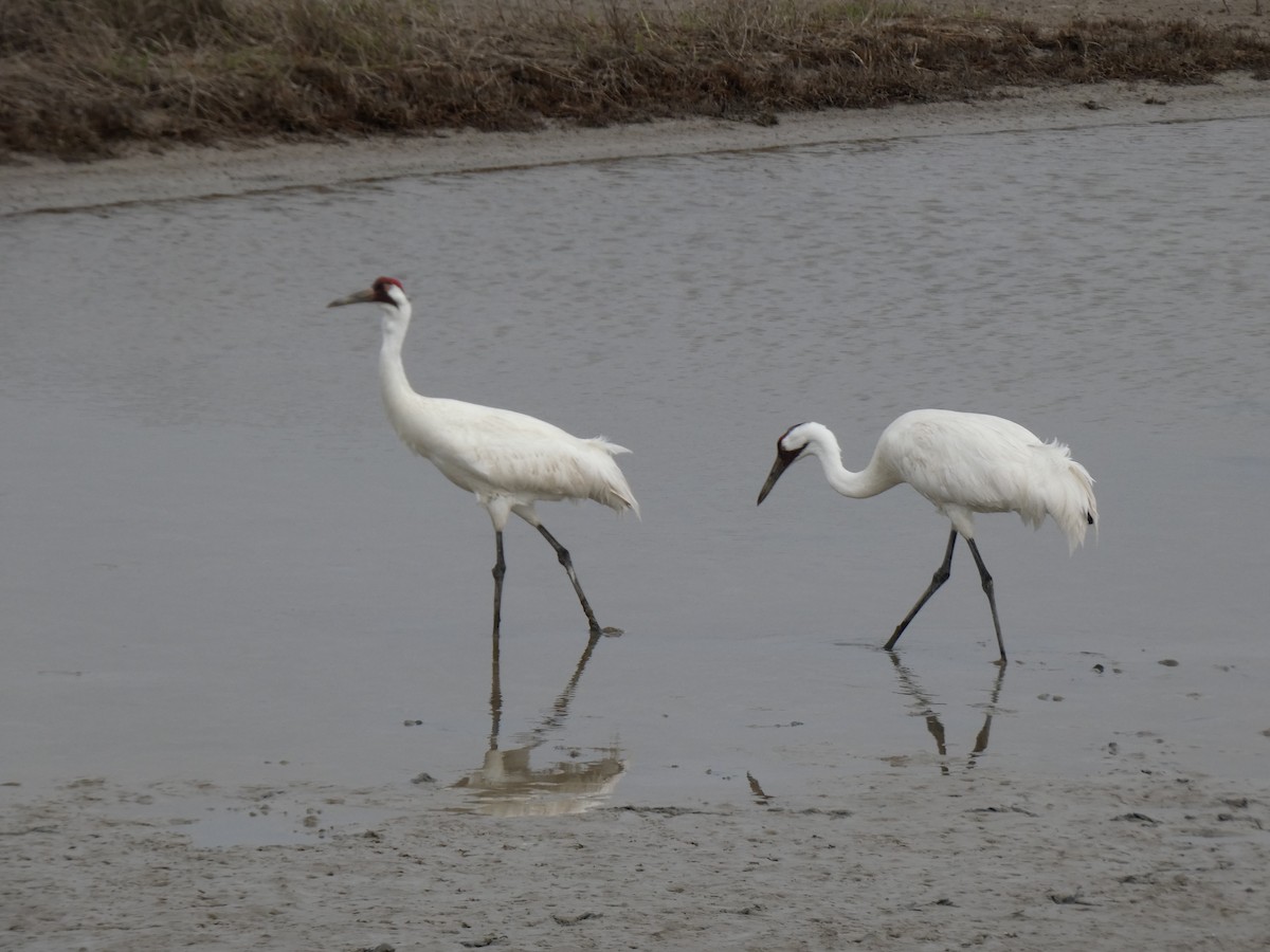 Whooping Crane - ML632099587