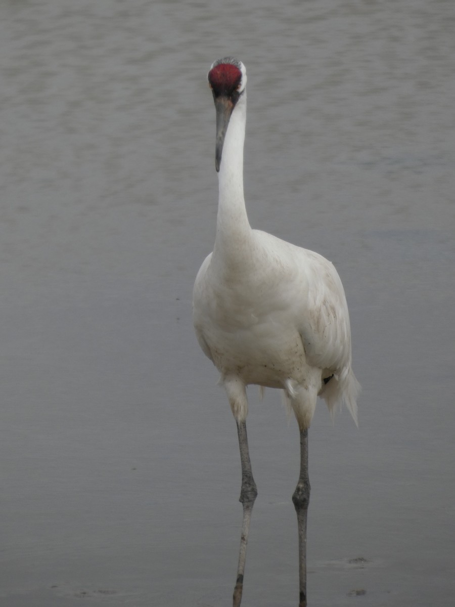 Whooping Crane - ML632099588