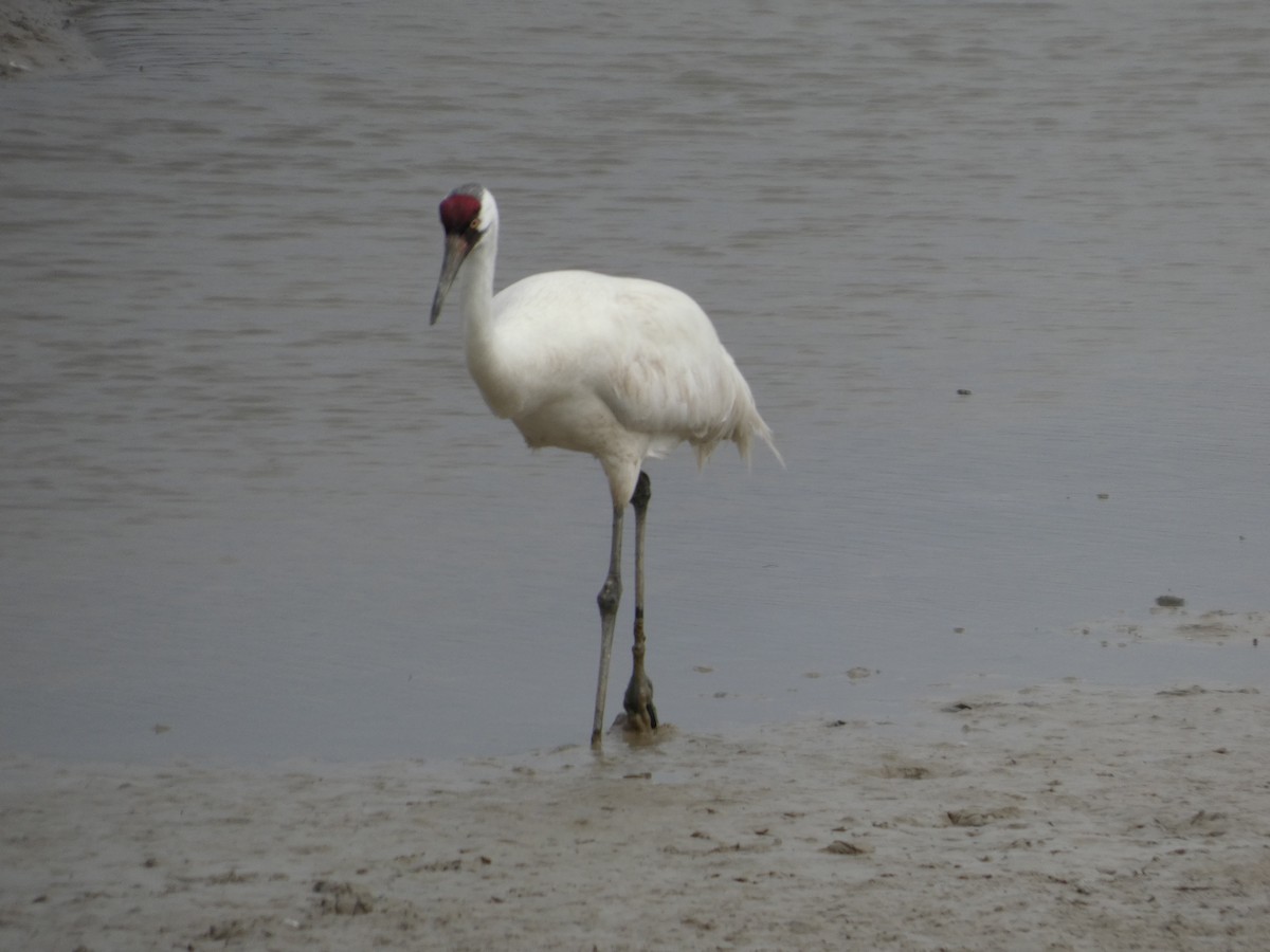 Whooping Crane - ML632099589