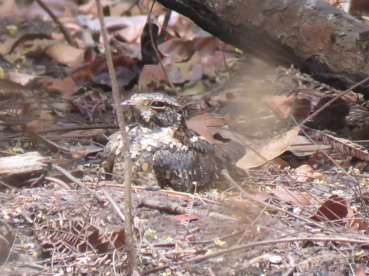 Red-necked Nightjar - ML632099831