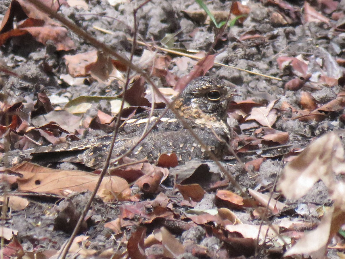 Red-necked Nightjar - ML632099836