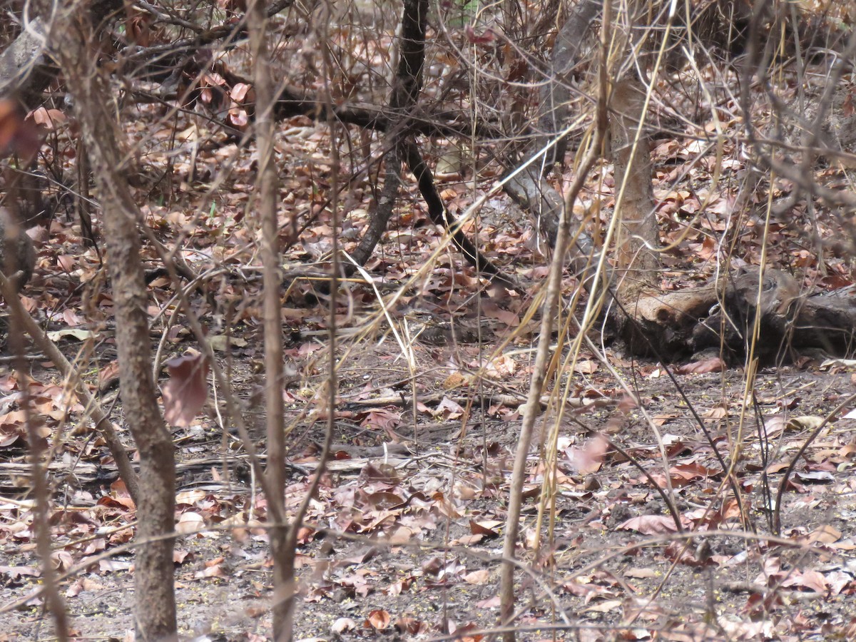 Red-necked Nightjar - ML632099847