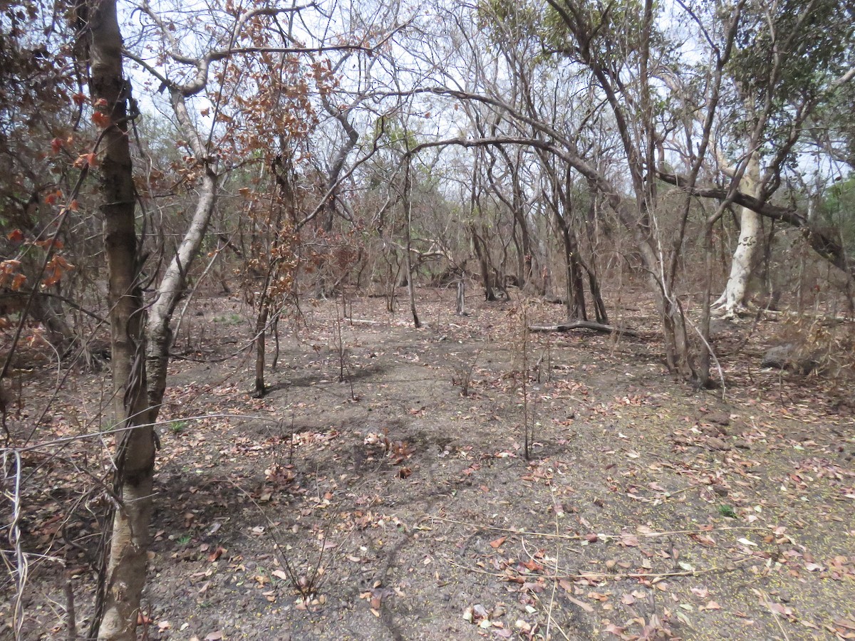 Red-necked Nightjar - ML632099862