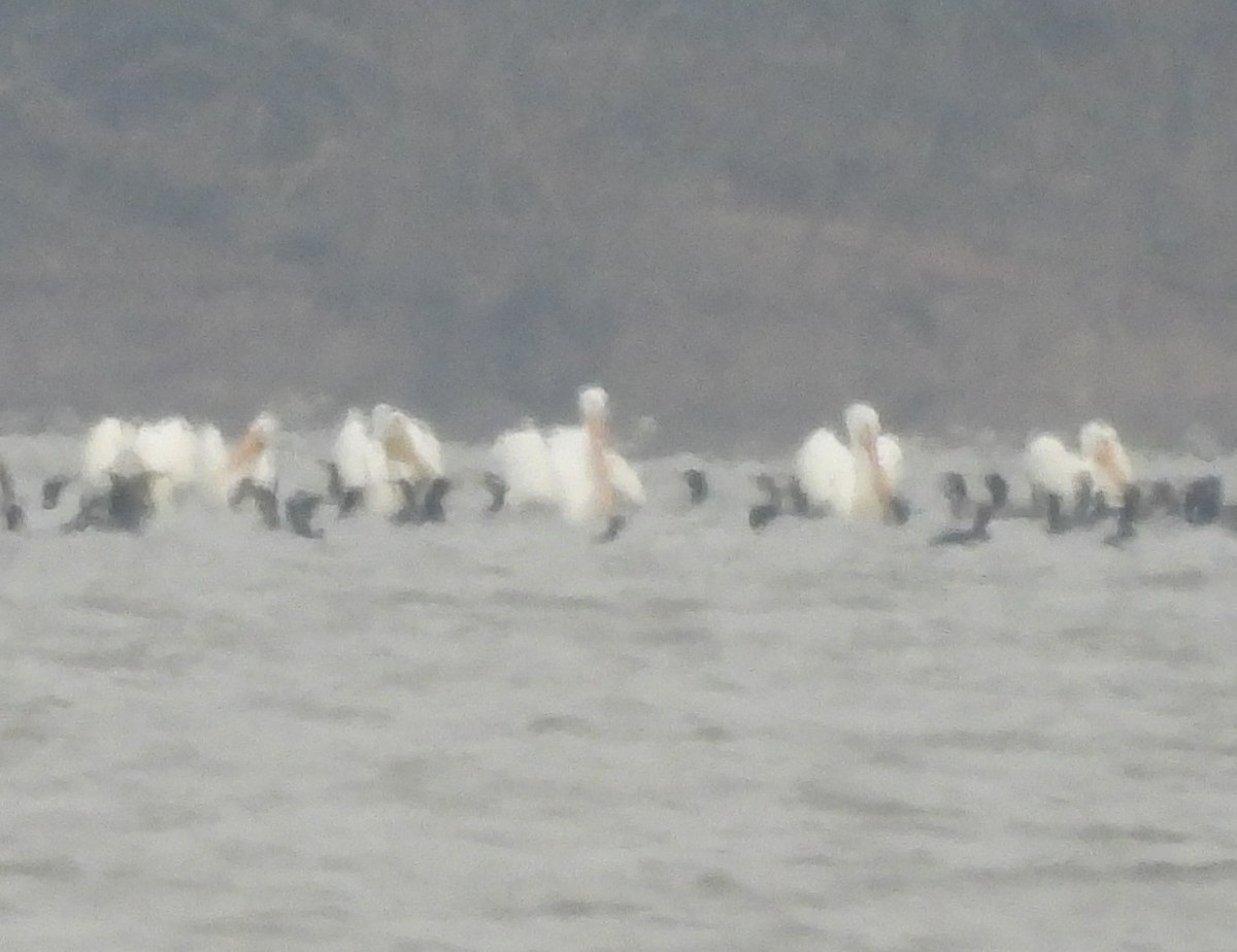 American White Pelican - ML632099864