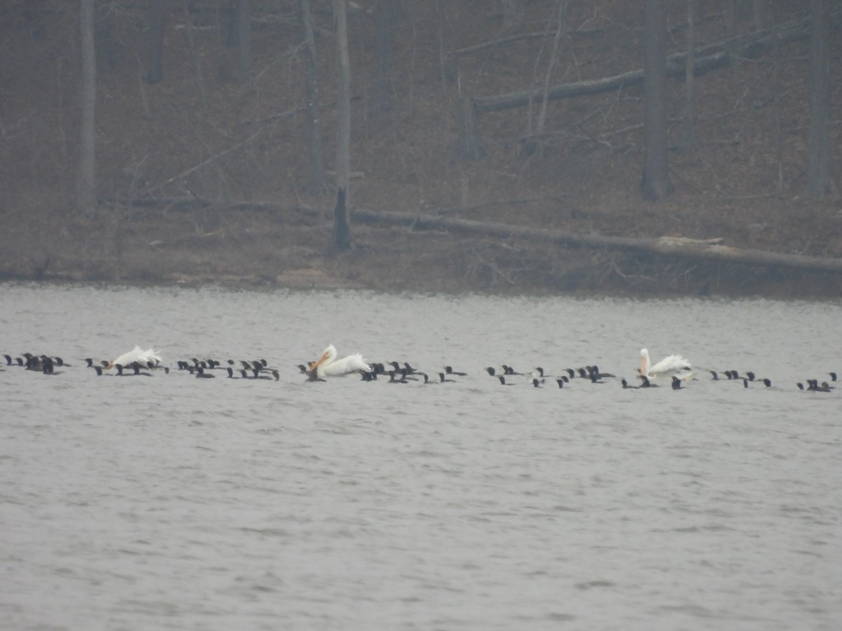 American White Pelican - ML632099865