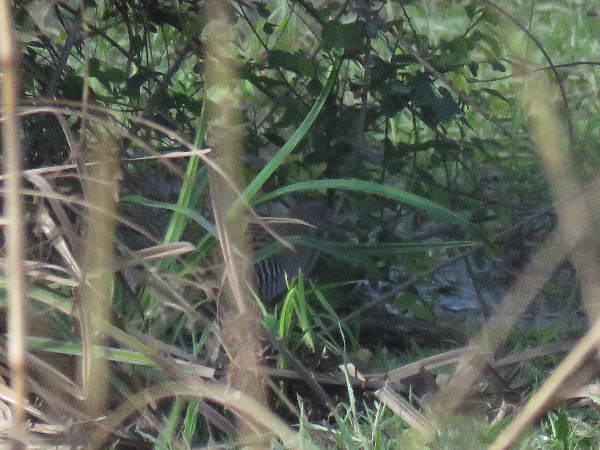 African Crake - ML632099904