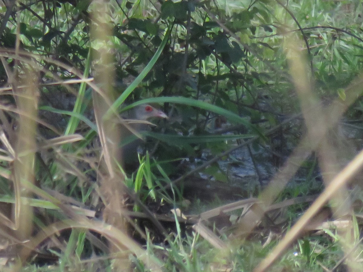 African Crake - ML632099907