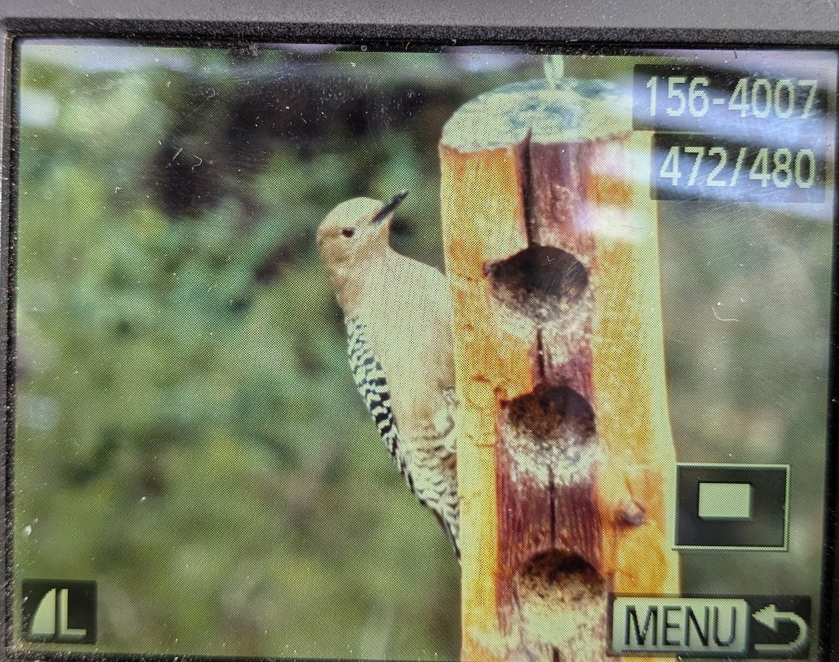 Gila Woodpecker - ML632099910