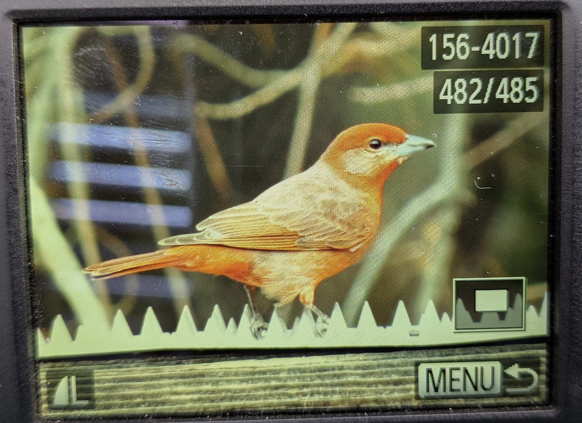 Hepatic Tanager - ML632099914