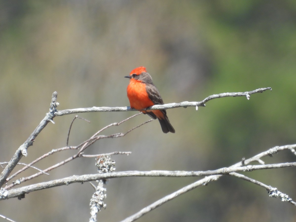 Vermilion Flycatcher - ML632099931