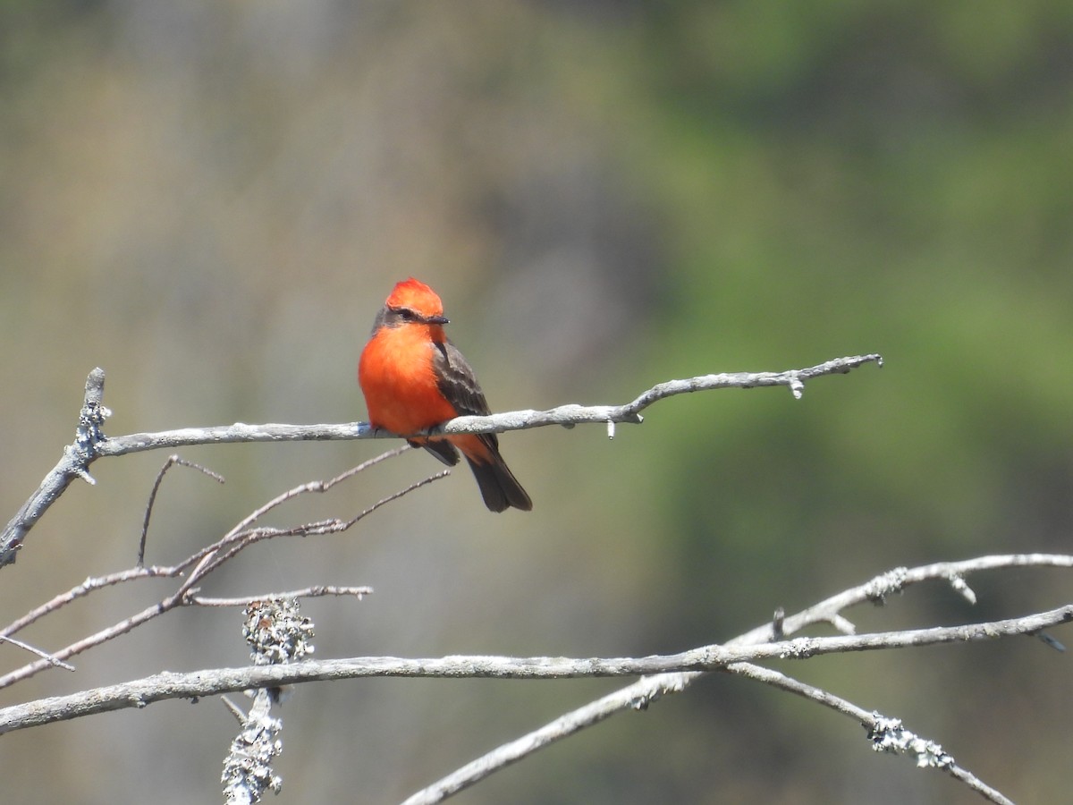 Vermilion Flycatcher - ML632099932