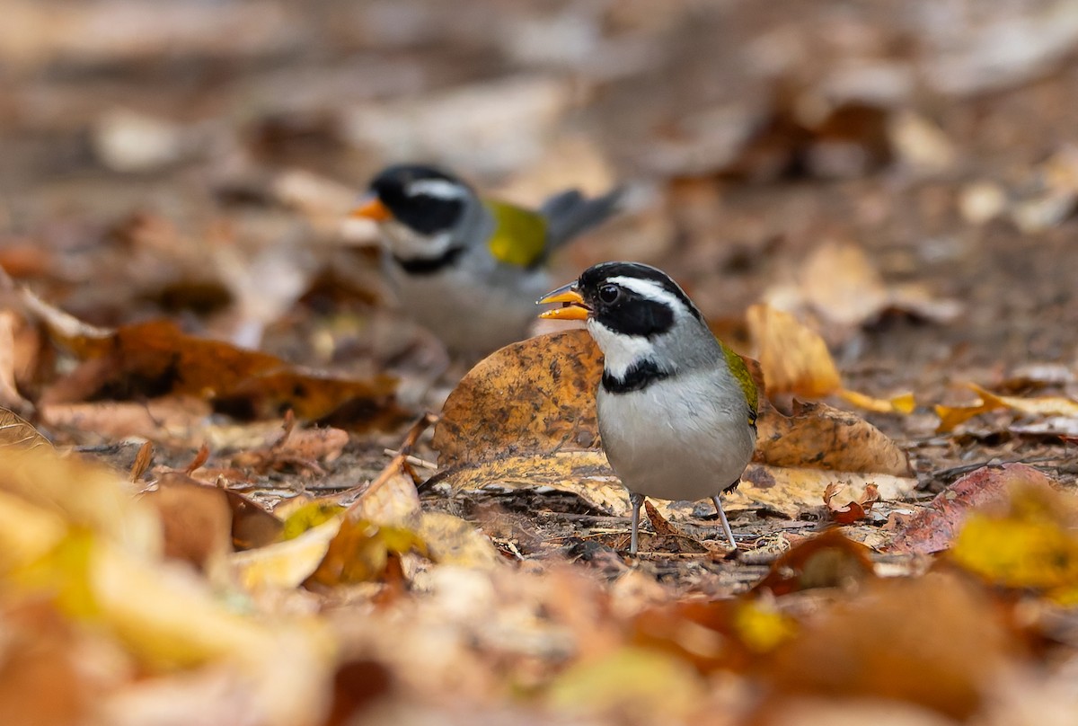 Saffron-billed Sparrow (Saffron-billed) - ML632100004