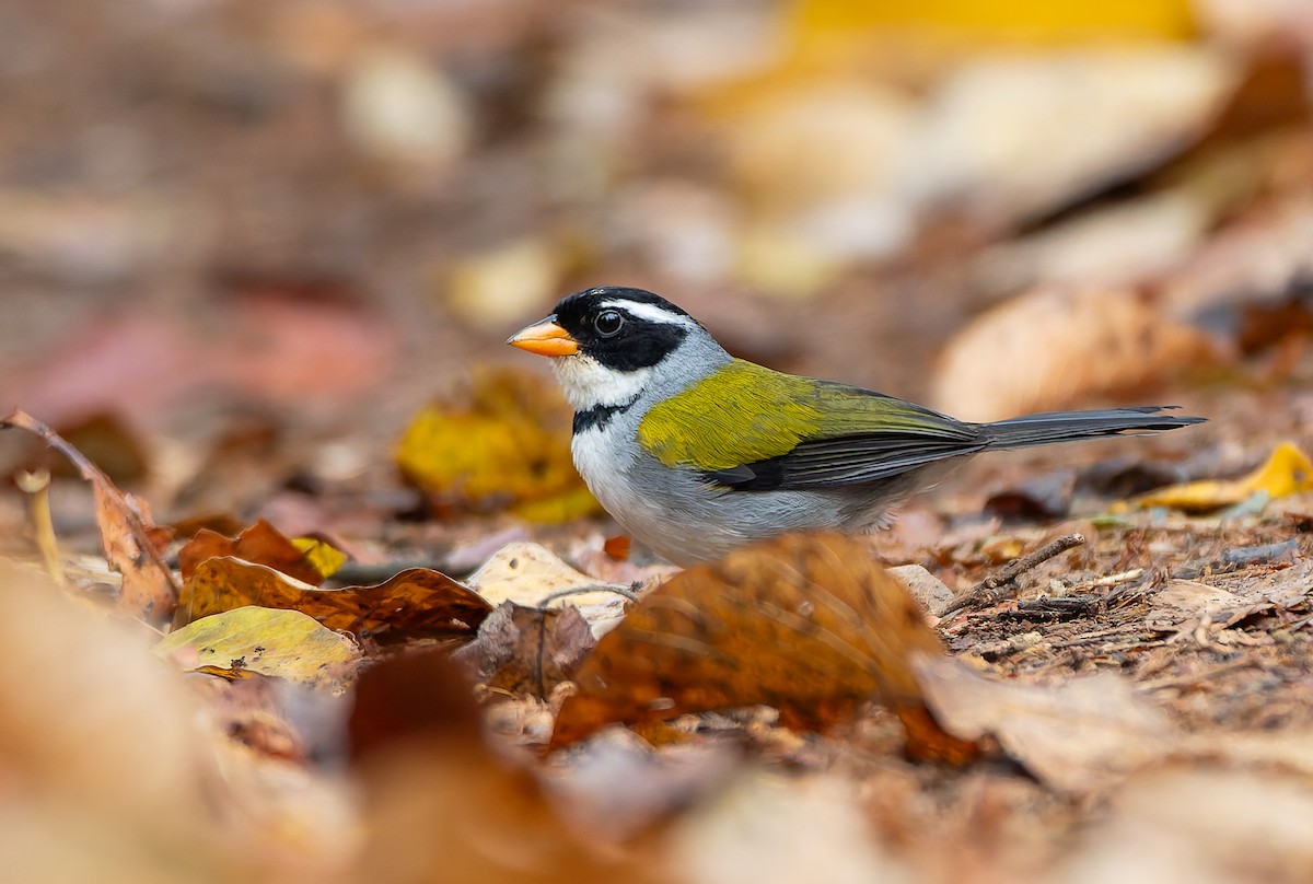 Saffron-billed Sparrow (Saffron-billed) - ML632100005