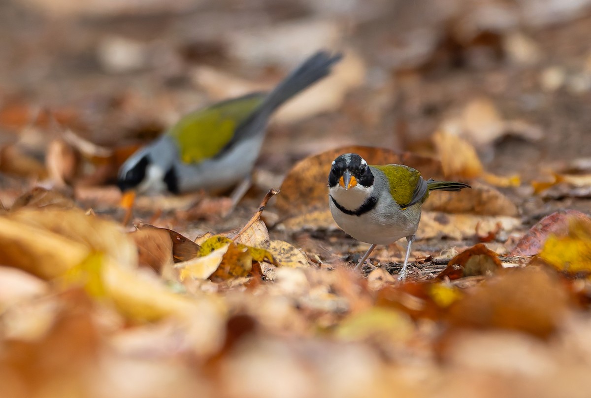 Saffron-billed Sparrow (Saffron-billed) - ML632100006